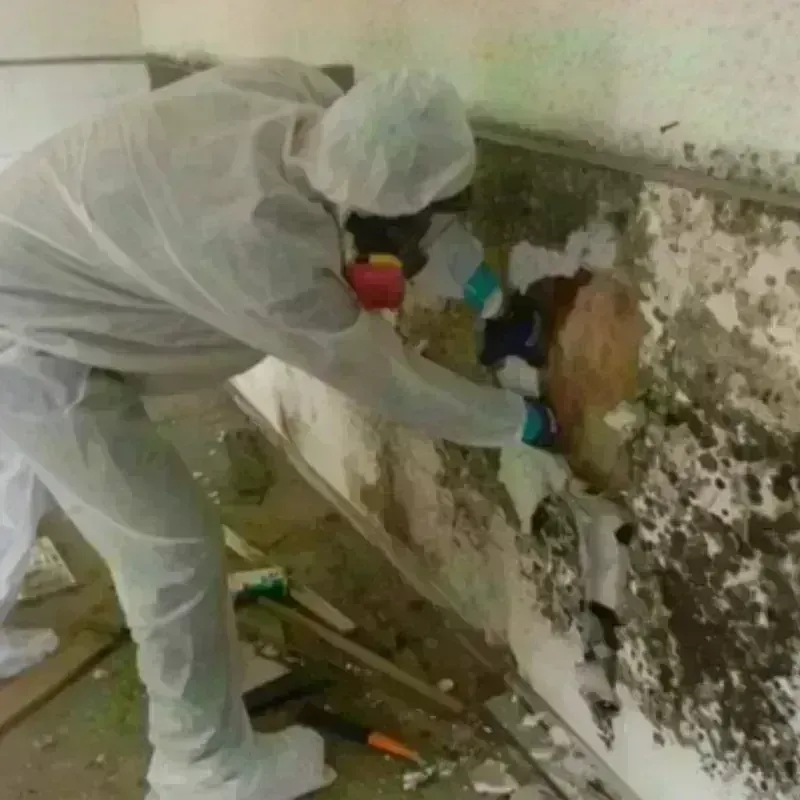 Mold Remediation and Removal in Western Lake, TX